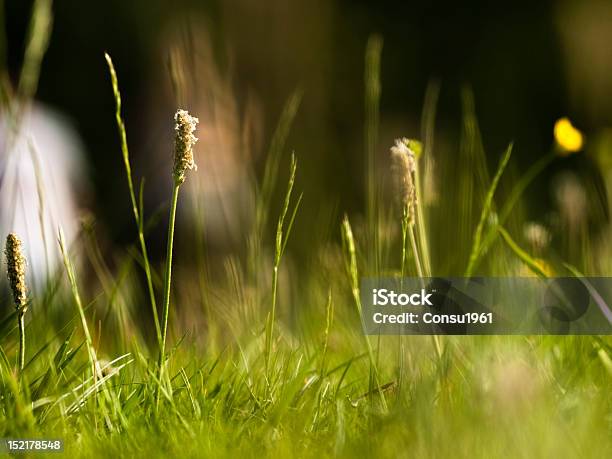 Hierba Foto de stock y más banco de imágenes de Brizna de hierba - Brizna de hierba, Desenfocado, Escena rural
