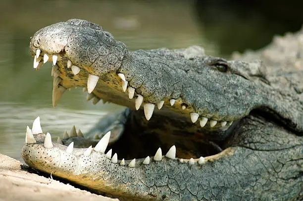 Photo of Crocodile