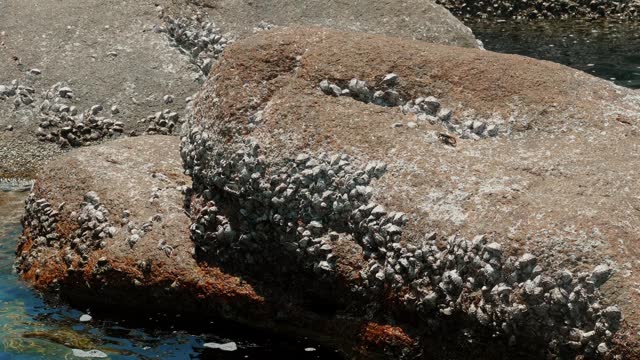 Group of barnacles and limpets on textured rock at low tide. Old stone wall covered with barnacles. Detail of attached marine life on ocean shore. Concept of marine biodiversity and coastal ecosystem.