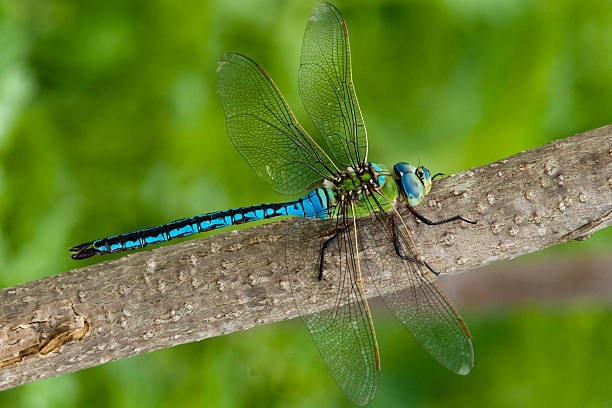 コウテイギンヤンマ（雄） - wing dragonfly animal eye blue ストックフォトと画像