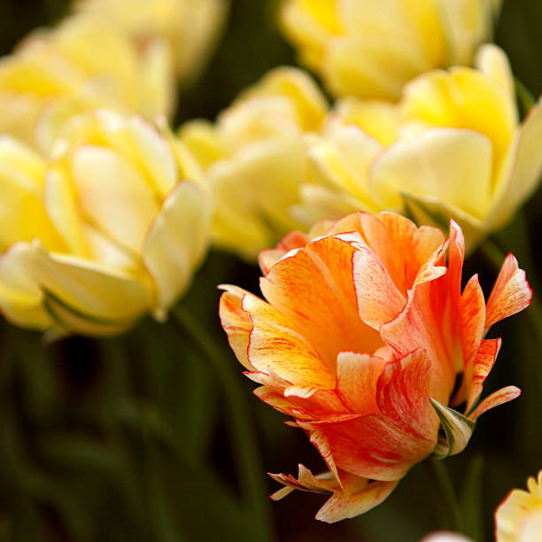 Tulip Closeup of reddish tulip flower with yellow tulips in the background trishz stock pictures, royalty-free photos & images