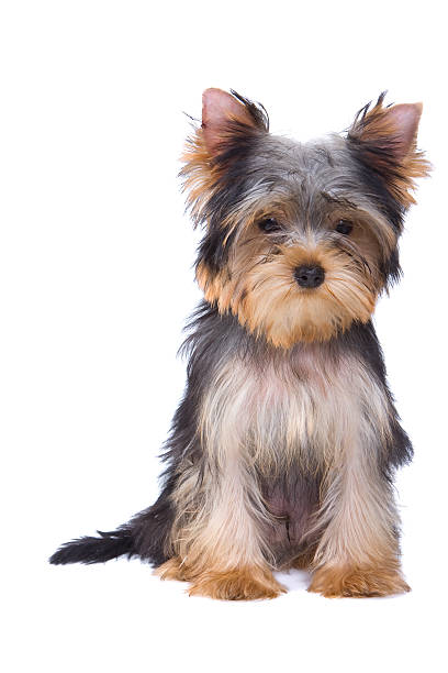 istock Yorkshire terrier puppy on white background 152179416
