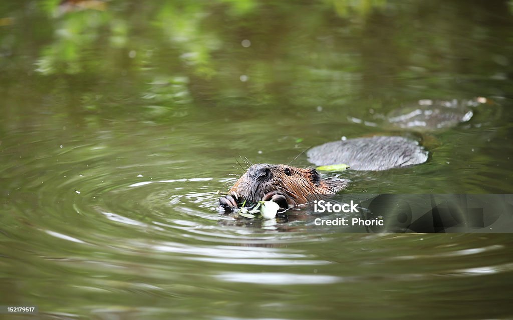 Castoro nuoto e mangiare - Foto stock royalty-free di Animale