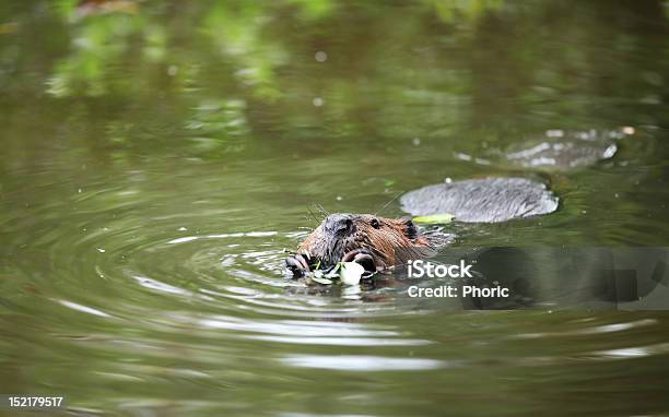 Castoro Nuoto E Mangiare - Fotografie stock e altre immagini di Animale - Animale, Animale selvatico, Castoro