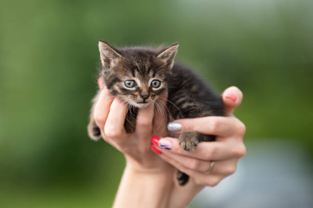 istock cute little striped kitten in hands 1521800328