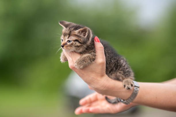 istock cute little striped kitten in hands 1521801187