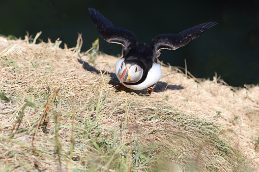 Close up of puffin landing on hillside