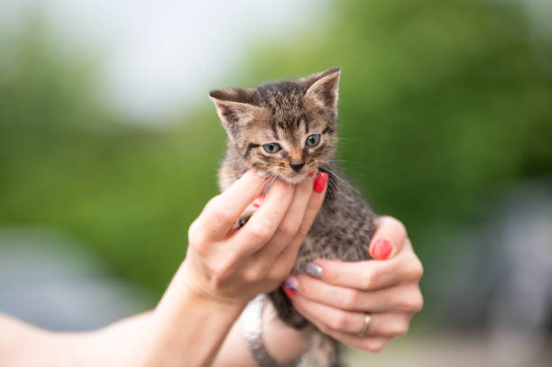 istock cute little striped kitten in hands 1521802257