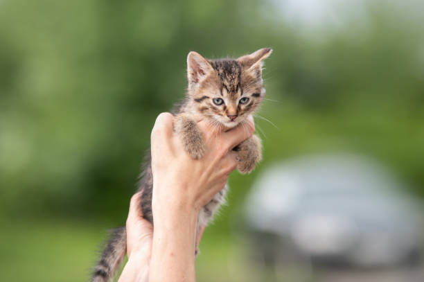 istock cute little striped kitten in hands 1521802258