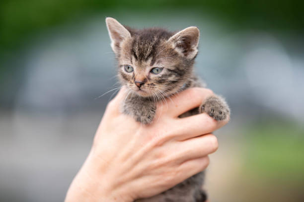 istock cute little striped kitten in hands 1521802264
