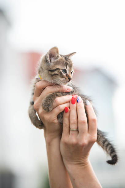 istock cute little striped kitten in hands 1521802269