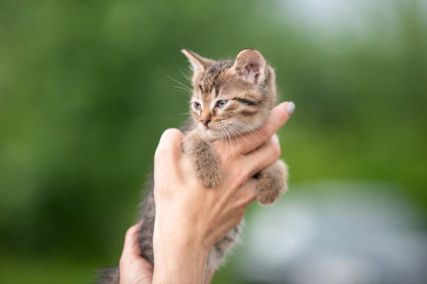 istock cute little striped kitten in hands 1521802270