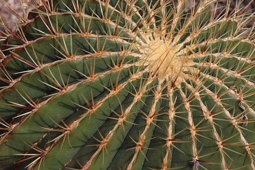 Close up of cacti