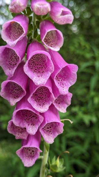 istock Flowers in close up 1521807134