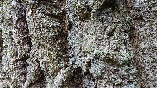 Bark texture in close up