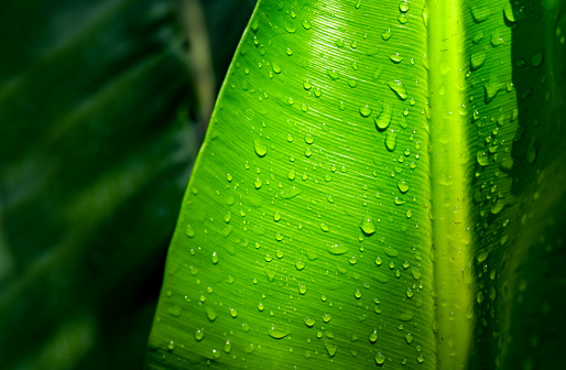 Raindrop on the Leaf, Water drop on the Leaf, water drop texture on green leaf background, green leave background