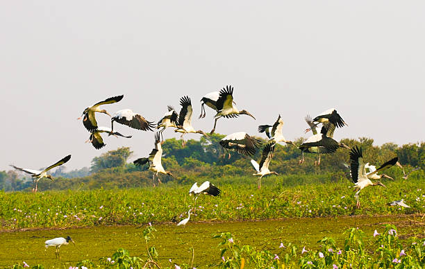 istock Flock of birds flying 152181852