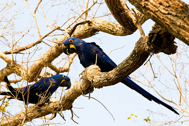 istock Hyacinth Macaw at Pantanal 152181867