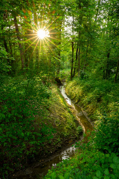 istock Shining sun in a forest with a small winding river 1521820377