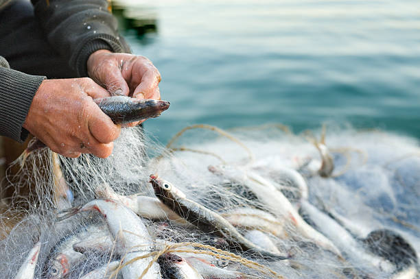 haul hands take fish out of a net catch of fish photos stock pictures, royalty-free photos & images