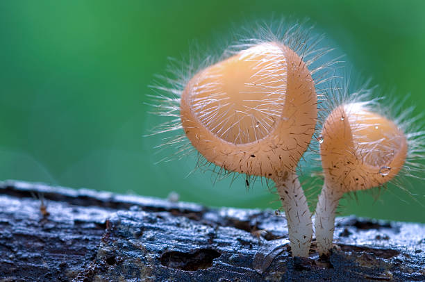 istock mushroom in forests. 152182280