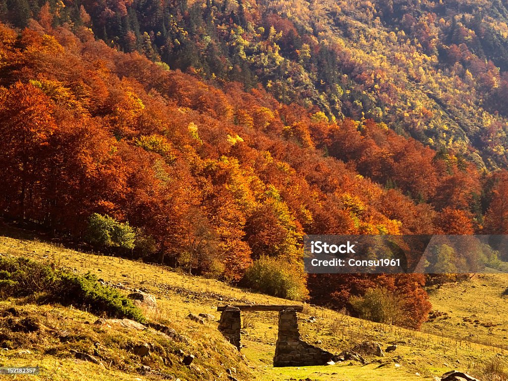 Autumnal bosque - Foto de stock de Castaño - Árbol libre de derechos