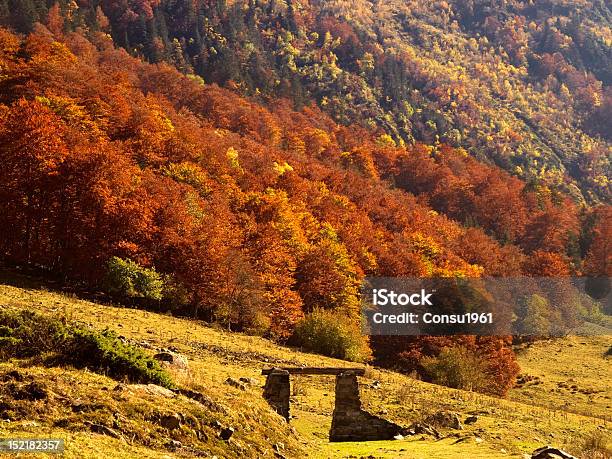 Autumnal Bosque Foto de stock y más banco de imágenes de Castaño - Árbol - Castaño - Árbol, Colina, Comunidad Autónoma de Cataluña