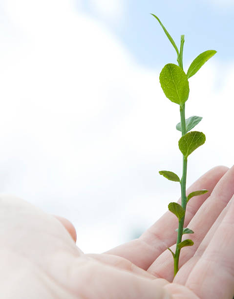 Hand with a plant. A great metaphore for business, market etc.