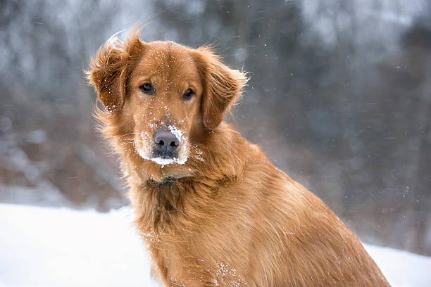 golden retriever dog with snow stock photo