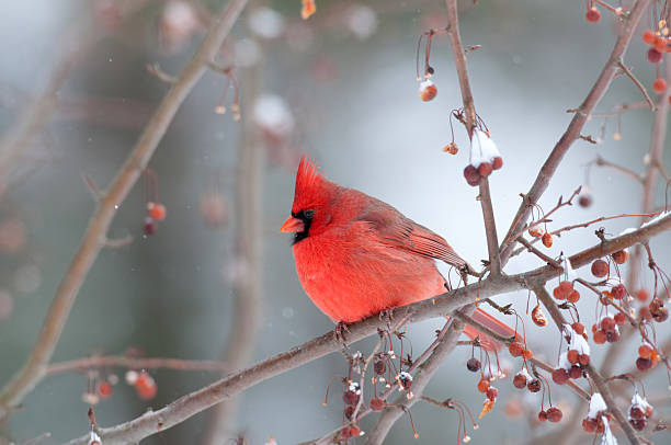istock Male cardinal in winter 152183034