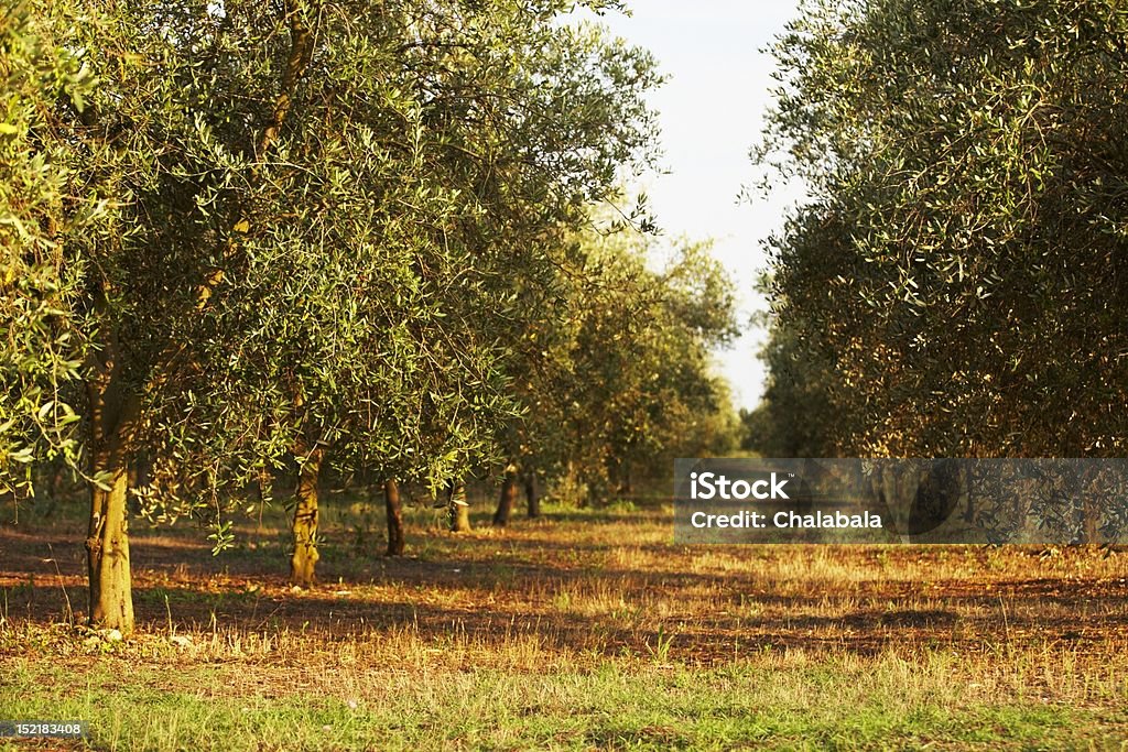 Olive orchard Olive orchard in southern Italy, July 2009. Gallipoli Stock Photo