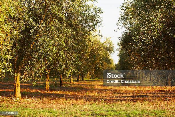 Olive Orchard Stock Photo - Download Image Now - Gallipoli, Olive Tree, Agriculture
