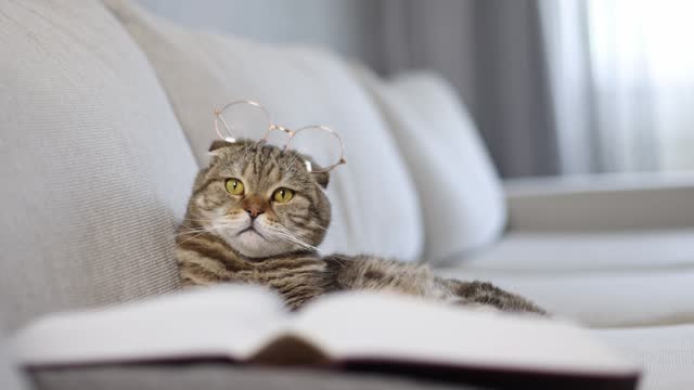 A cat in glasses with a book in the living room is resting.