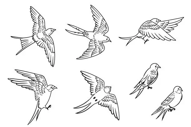 Vector illustration of Hand-drawn set of monochrome swallow line art illustrations