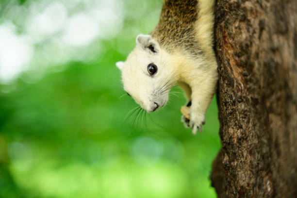 Squirrel sitting on branch of tree in natural park, Cute squirrel eating nut on green garden, Urban wildlife, Animal in nature, Squirrel in forest