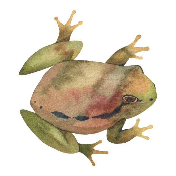 ilustrações de stock, clip art, desenhos animados e ícones de swamp frog , green brown color painted in watercolor. isolated on white background - white background close up frog amphibian