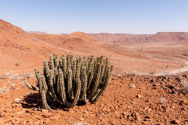 istock The Namibian Desert 1521872077