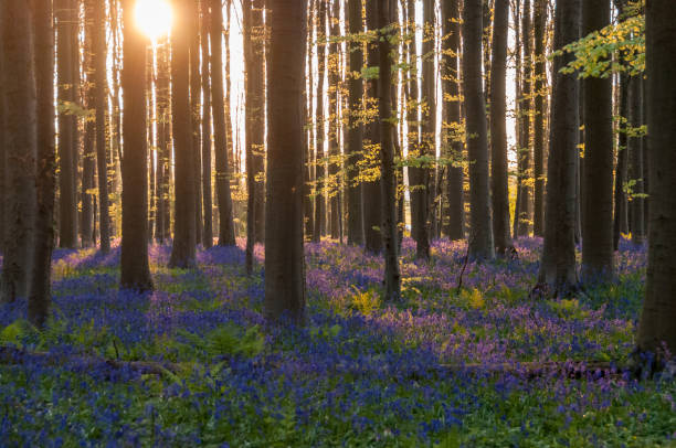 istock Sunrise illuminating bluebells 1521872137