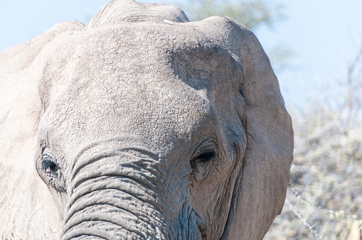 Extreme closeup of one giant African Elephant -Loxodonta Africana- grazing on the plains of Etosha National Park, Namibia.