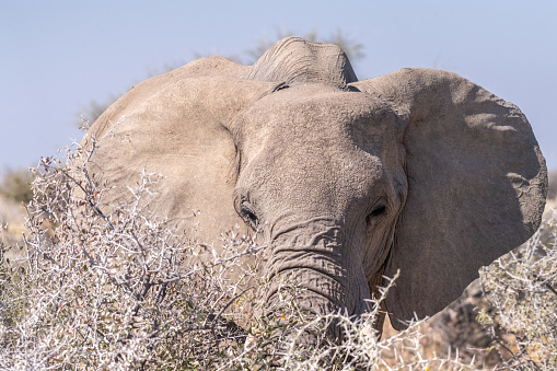 Telephoto shot of the head of an African Elephant -Loxodonta Africana- eating in Etosha National Park, Namibia.