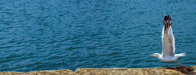 Seagull about to fly and with outstretched wings on the edge of the wall of the port of Rianxo dock with the blue sea in the background