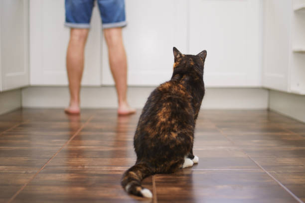 istock Cat watching his pet owner while preparing food 1521904541