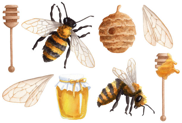 ilustrações, clipart, desenhos animados e ícones de aquarela abelha e mel - spoon honey cute jar