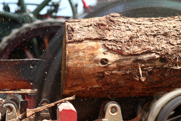 istock Churston, South Devon, England: A tree log passes through a rotating electric saw 1521915018