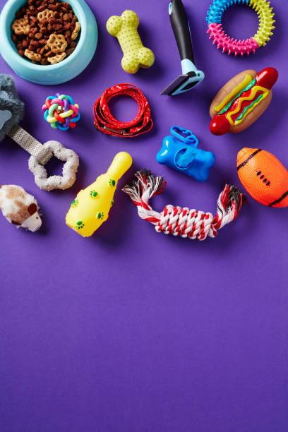 istock Different pet toys and training accessories on violet background. Pet shop vertical banner template. 1521917833