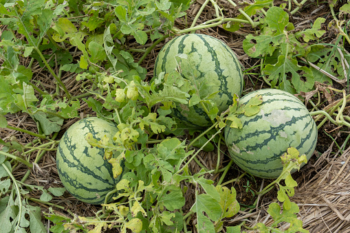 three watermelons that are still in the watermelon fields, trees or watermelon stems in the garden