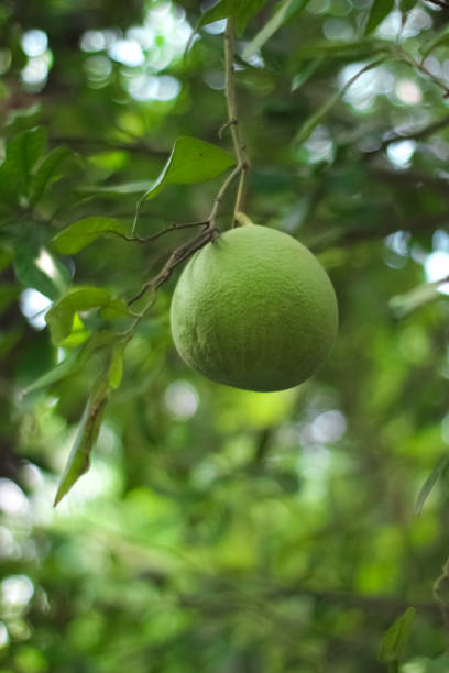 istock Big green pomelo in tree with blurry background. 1521928535