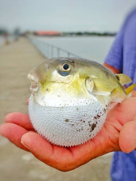 istock Selective focus of puffer fish on a human's palm 1521954372