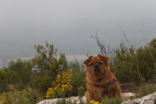My dog Nami looking at camera on the mountain with foggy day, Spain