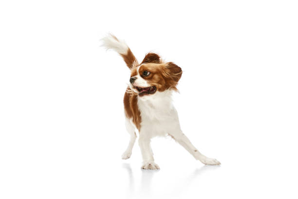 Playful, beautiful dog of Cavalier King Charles Spaniel in moting, playing against white studio background. Concept of animal, pets, care, pet friend, vet, action, fun, emotions, ad